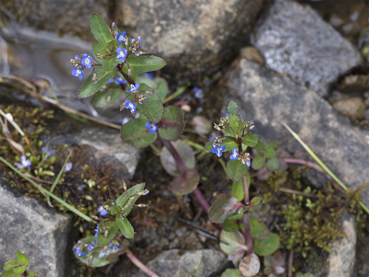 Veronica beccabunga